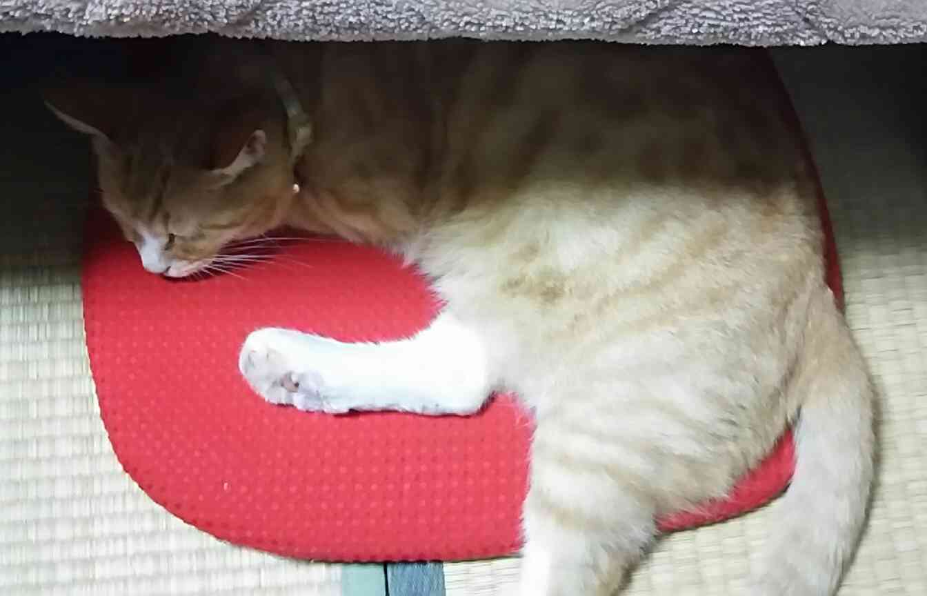 ガルちゃん猫カフェ5号店オープンしました