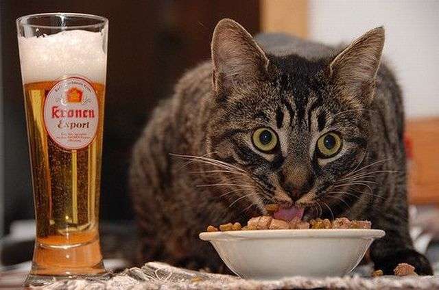 ガルちゃん猫カフェ5号店オープンしました