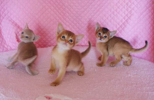 ガルちゃん猫カフェ5号店オープンしました