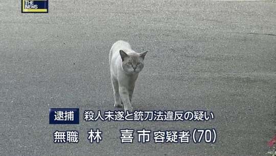 ガルちゃん猫カフェ5号店オープンしました