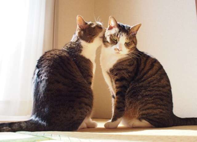 ガルちゃん猫カフェ5号店オープンしました