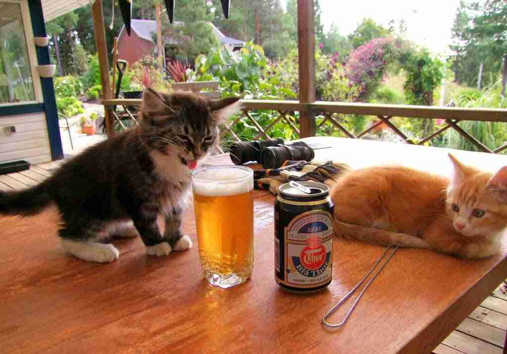 ガルちゃん猫カフェ5号店オープンしました