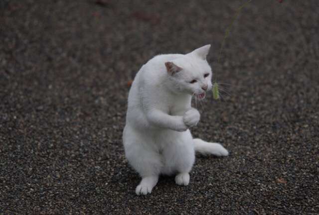 ガルちゃん猫カフェ5号店オープンしました