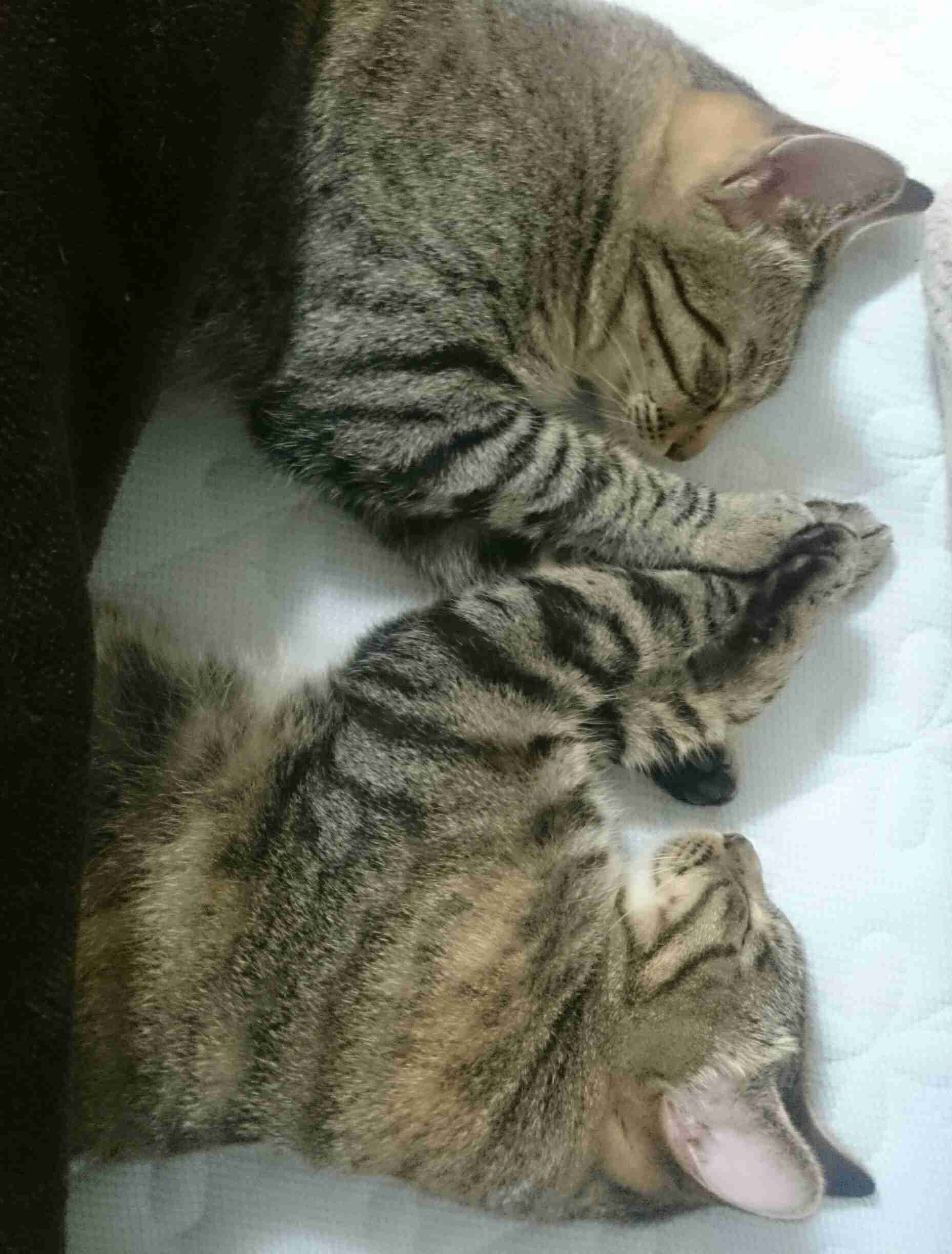 ガルちゃん猫カフェ5号店オープンしました