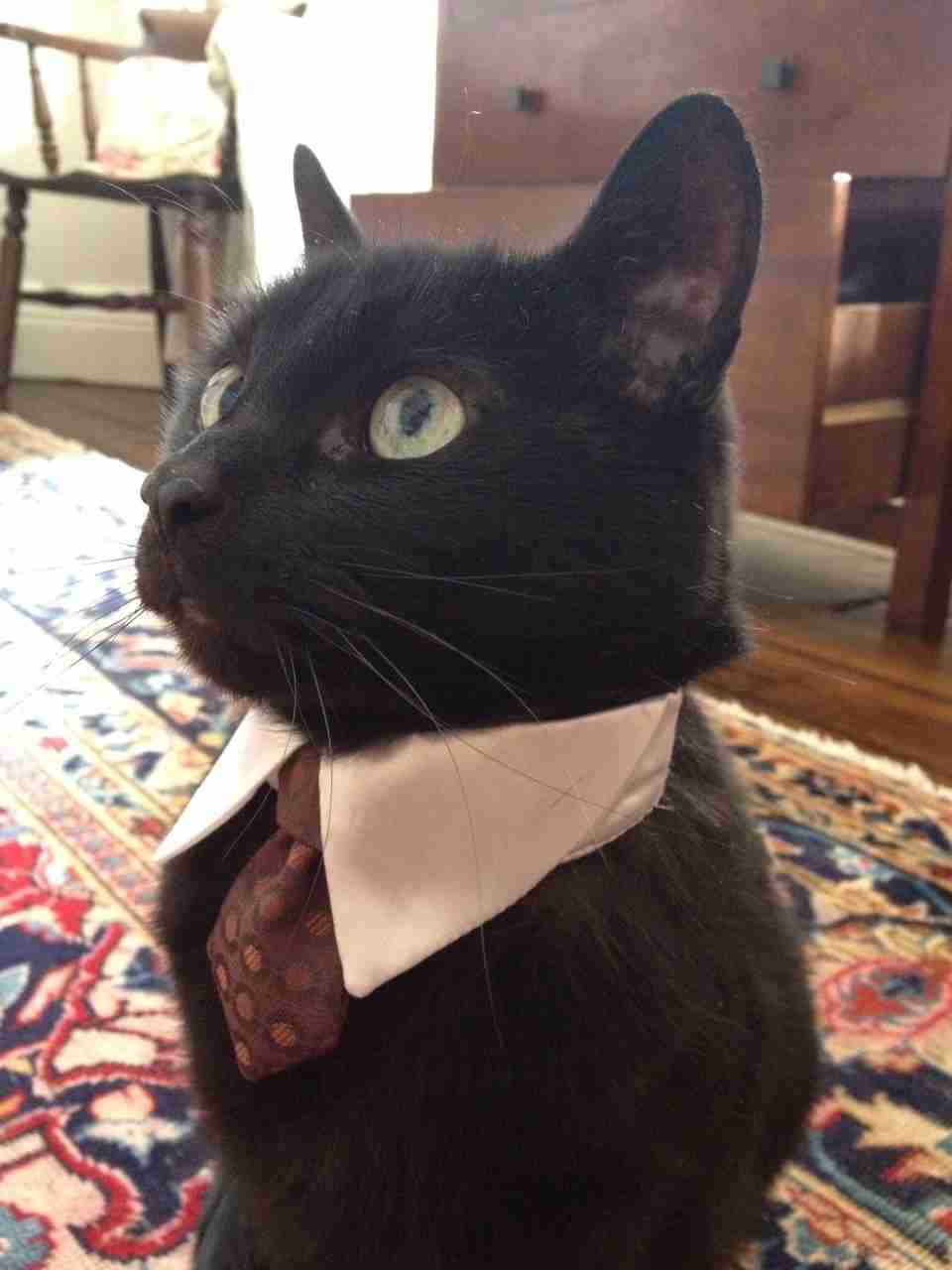 ガルちゃん猫カフェ5号店オープンしました