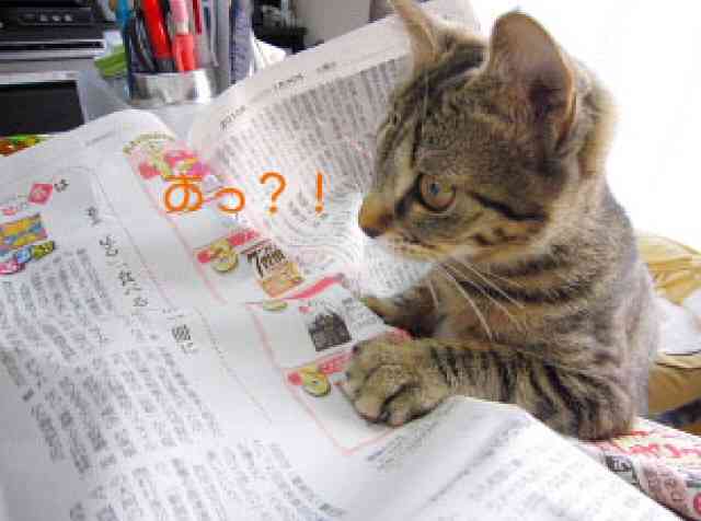 ガルちゃん猫カフェ5号店オープンしました