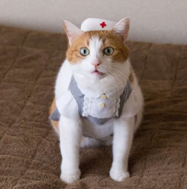 ガルちゃん猫カフェ5号店オープンしました