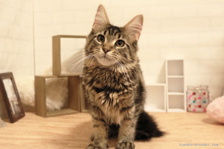ガルちゃん猫カフェ5号店オープンしました