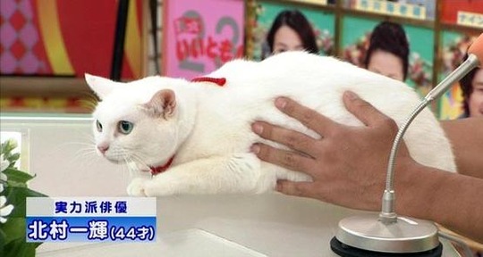 ガルちゃん猫カフェ5号店オープンしました