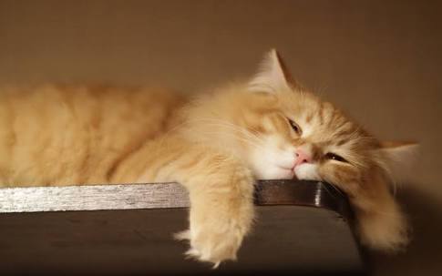 ガルちゃん猫カフェ5号店オープンしました