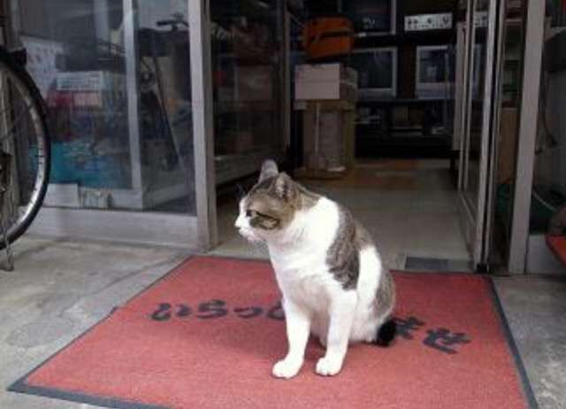 ガルちゃん猫カフェ5号店オープンしました