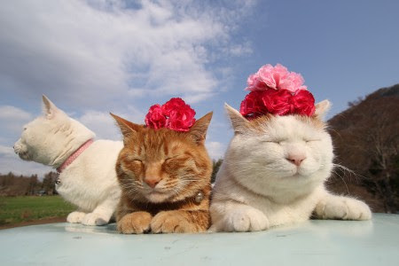 ガルちゃん猫カフェ5号店オープンしました