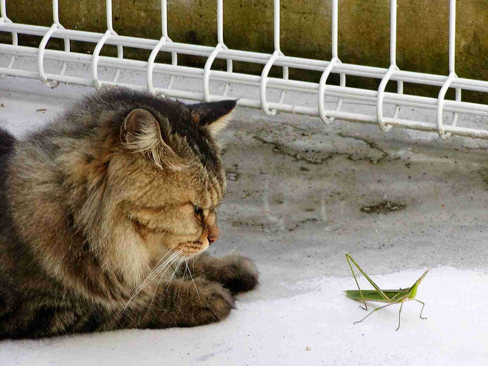 ガルちゃん猫カフェ5号店オープンしました