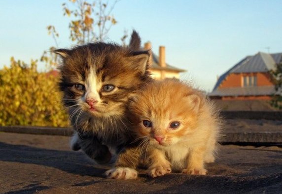ガルちゃん猫カフェ5号店オープンしました