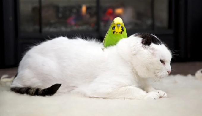 ガルちゃん猫カフェ5号店オープンしました