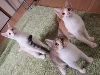 ガルちゃん猫カフェ5号店オープンしました