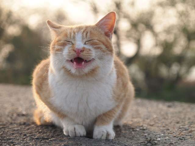 ガルちゃん猫カフェ5号店オープンしました