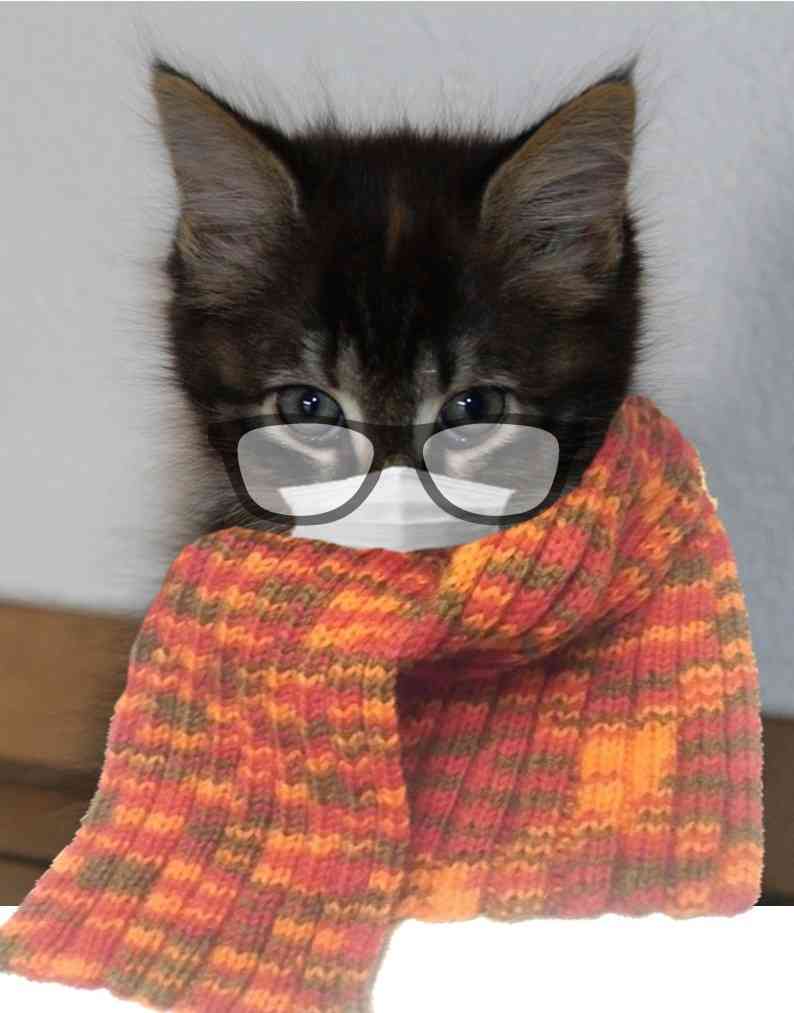 ガルちゃん猫カフェ5号店オープンしました