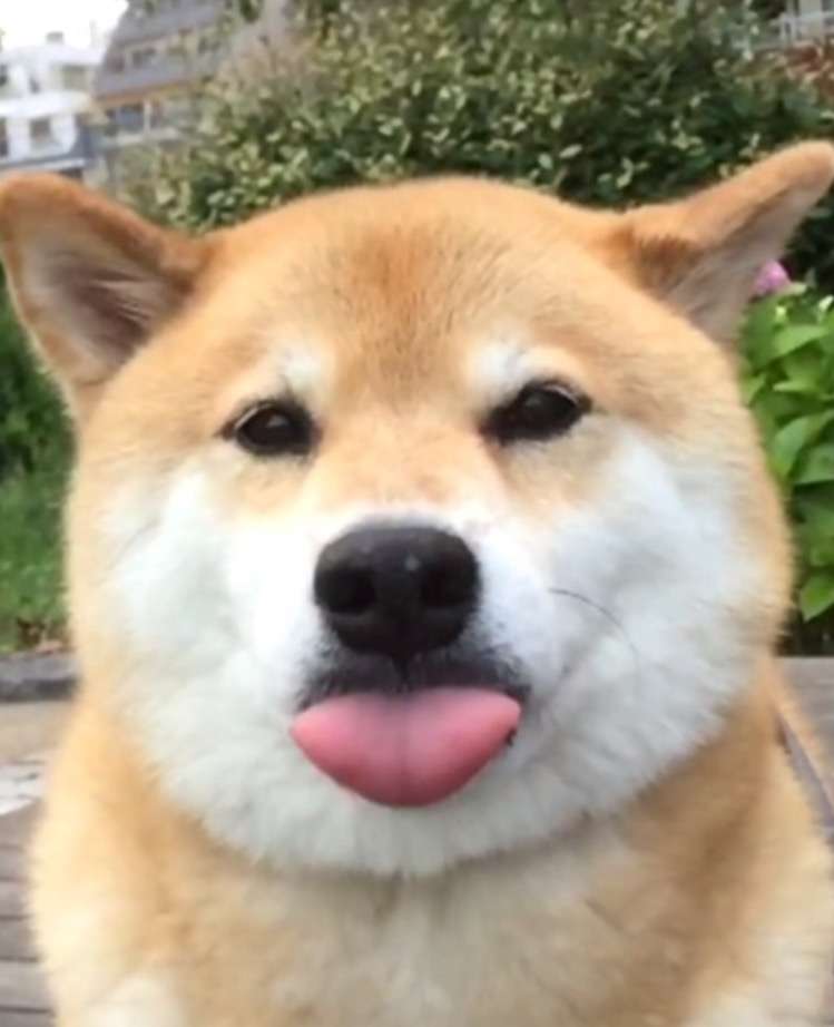 日本犬に癒やされるトピ ガールズちゃんねる Girls Channel