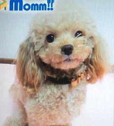 芸能人のペット画像