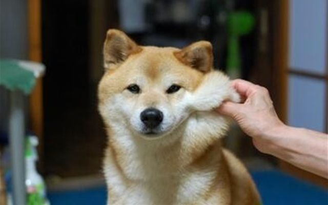 芸能人のペット画像