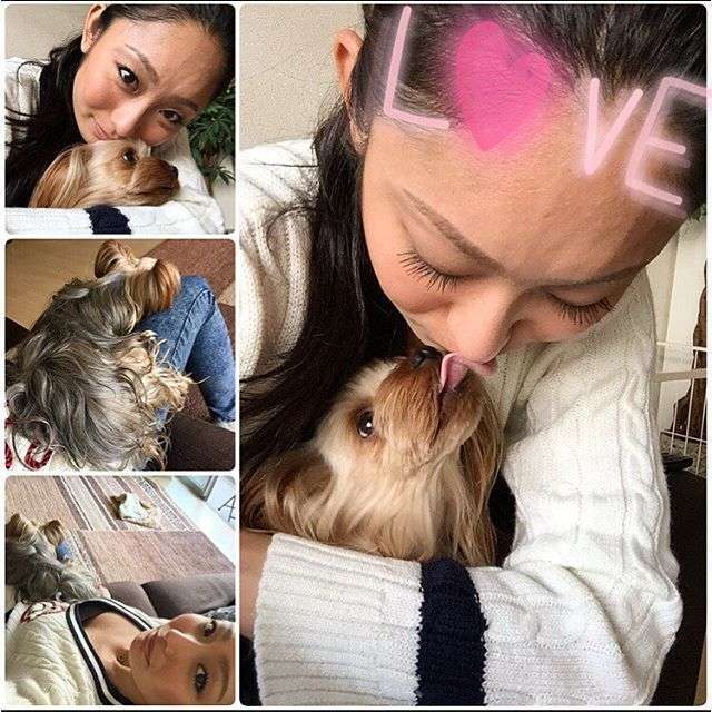 芸能人のペット画像
