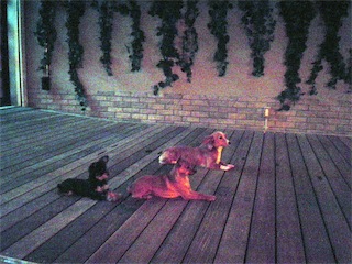 芸能人のペット画像