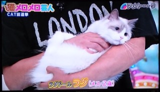芸能人のペット画像