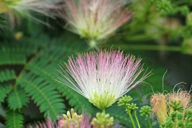 【画像】面白い見た目の植物【ブツブツ禁止】
