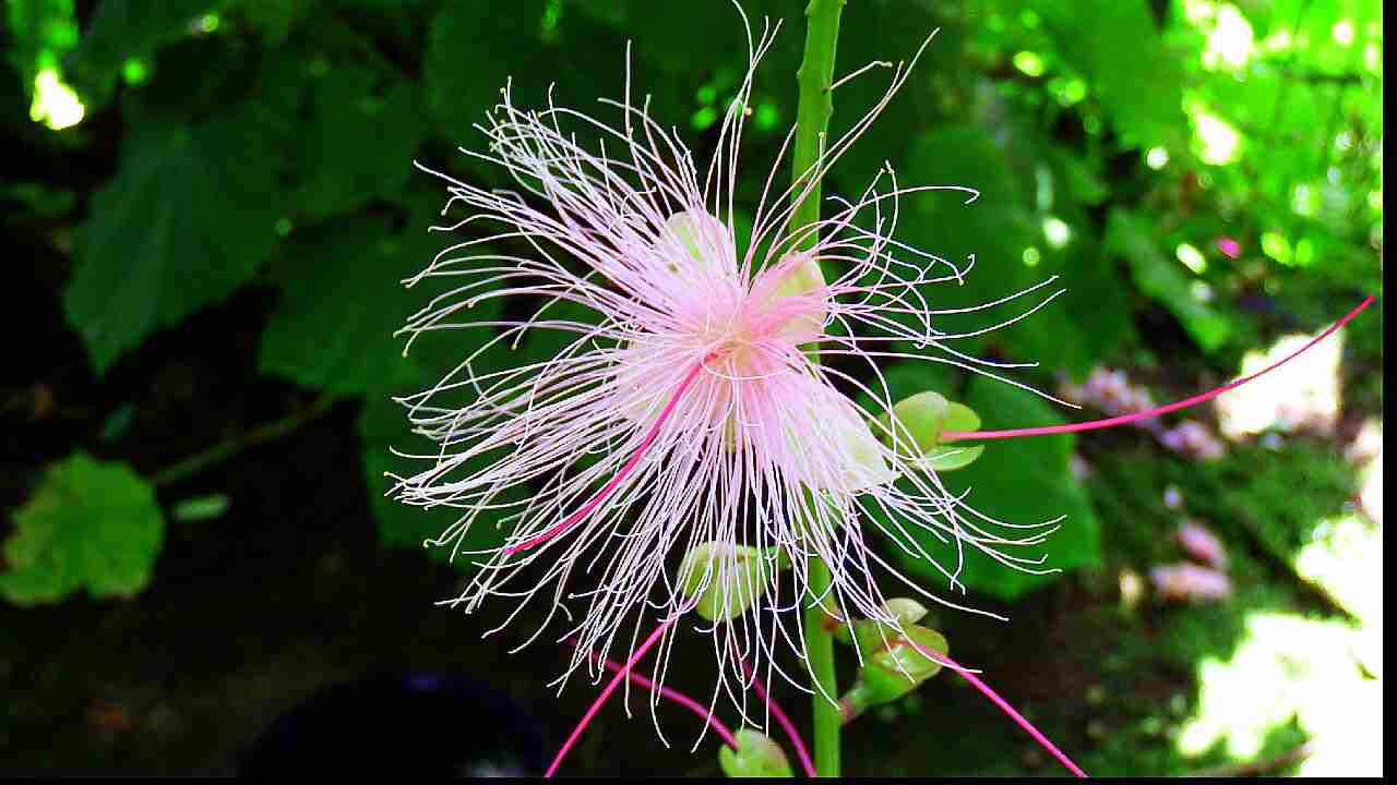 【画像】面白い見た目の植物【ブツブツ禁止】