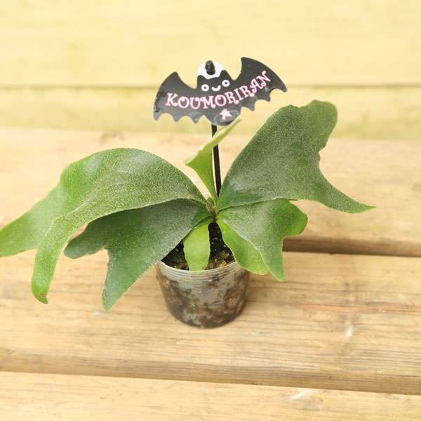 【画像】面白い見た目の植物【ブツブツ禁止】