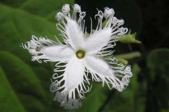 【画像】面白い見た目の植物【ブツブツ禁止】