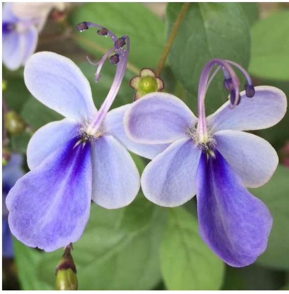 【画像】面白い見た目の植物【ブツブツ禁止】
