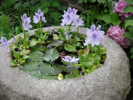 【画像】面白い見た目の植物【ブツブツ禁止】