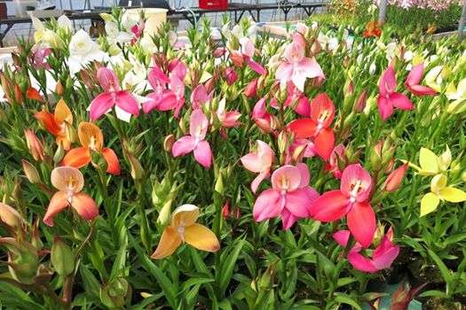 【画像】面白い見た目の植物【ブツブツ禁止】