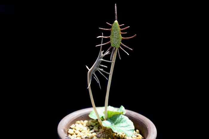 【画像】面白い見た目の植物【ブツブツ禁止】