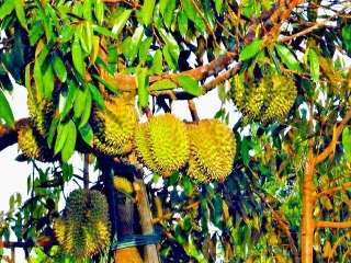 【画像】面白い見た目の植物【ブツブツ禁止】