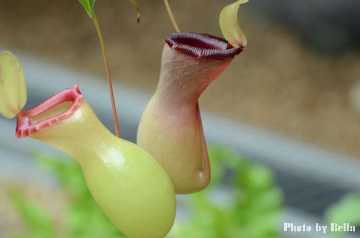 【画像】面白い見た目の植物【ブツブツ禁止】