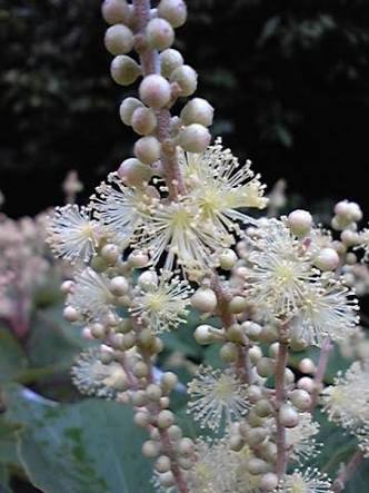 【画像】面白い見た目の植物【ブツブツ禁止】