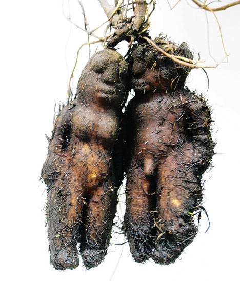 【画像】面白い見た目の植物【ブツブツ禁止】