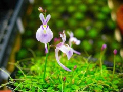 【画像】面白い見た目の植物【ブツブツ禁止】