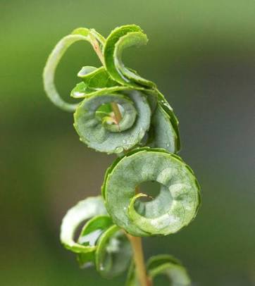 【画像】面白い見た目の植物【ブツブツ禁止】