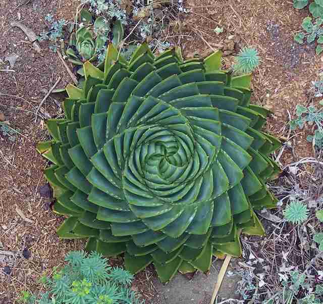 【画像】面白い見た目の植物【ブツブツ禁止】