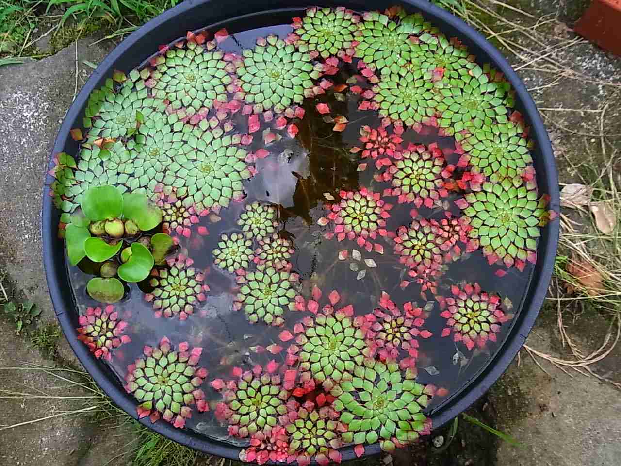 【画像】面白い見た目の植物【ブツブツ禁止】