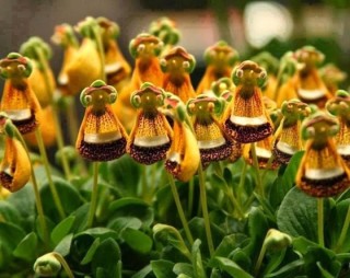 【画像】面白い見た目の植物【ブツブツ禁止】