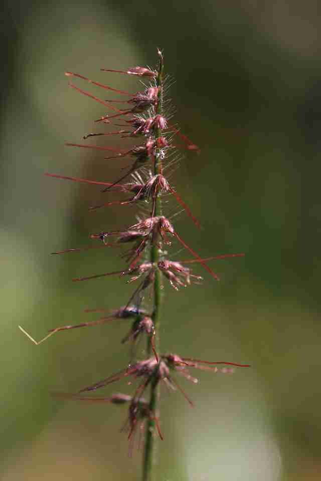 【画像】面白い見た目の植物【ブツブツ禁止】