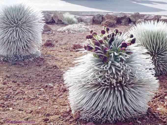 【画像】面白い見た目の植物【ブツブツ禁止】