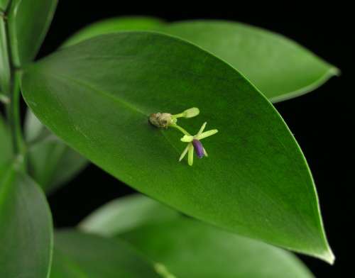 【画像】面白い見た目の植物【ブツブツ禁止】