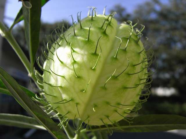 【画像】面白い見た目の植物【ブツブツ禁止】