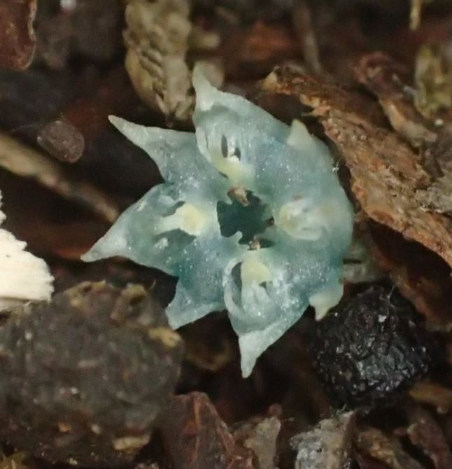 【画像】面白い見た目の植物【ブツブツ禁止】
